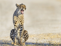 Cheetah by Jacana Maun 