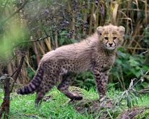 Cheetah Cub Acinonyx jubatus 