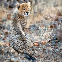 Cheetah Cub Acinonyx jubatus - Mashatu Game Reserve Botswana 