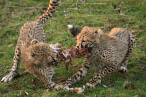 Cheetah Cubs Acinonyx jubatus  Chester Zoo - Cheshire England