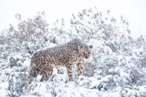 Cheetah during a rare snowstorm in South Africa