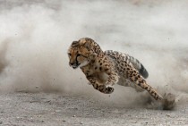 Cheetah mid-stride Acinonyx jubatus 