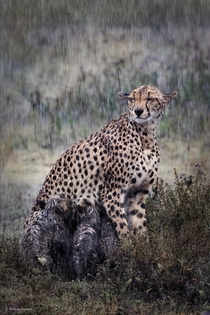 Cheetah mother nursing her cubs in the rain 