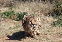 Cheetah Otjiwarongo Namibia 