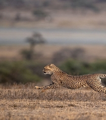 Cheetah Photo credit to Ketan Khambhatta