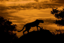 Cheetah Silhouette Acinonyx jubatus 