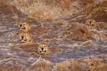 Cheetahs Acinonyx jubatus Dont Love Water