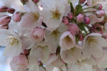 Cherry Blossom Cluster Macro Prunus Serrulata