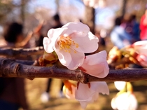 Cherry blossom High Park Toronto 