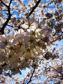 Cherry blossom in Amsterdam