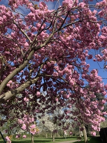 Cherry Blossom Nuneaton England -  Resolution  x 