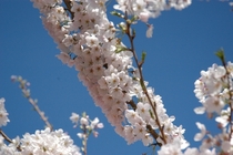 Cherry Blossom Seattle  
