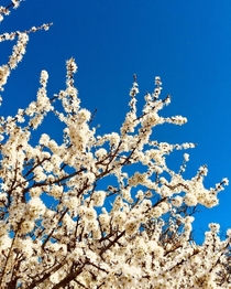 Cherry Blossom Shigetsu Sakura Prunus serrulata - Many varieties of this tree  Chester UK