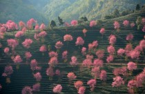 Cherry Blossoms in Nanjian Yi China 