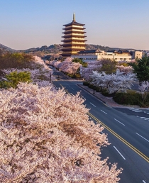 Cherry blossoms in the historic city of Gyeongju the former capital of the ancient kingdom of Silla  BC - AD North Gyeongsang Province South Korea