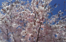 Cherry blossoms Toronto 
