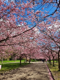 Cherry blossomsDenmark