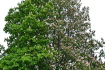 Chestnut blight affecting half of a tree