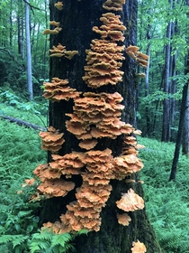 Chicken of the woods in Pisgah Forest NC 