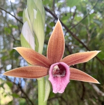 Chinese Ground Orchid - Phaius tankervilleae Waihee Ridge this morning 