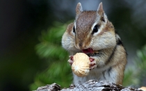Chipmunk eat Peanut Tamias 