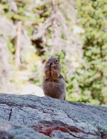 Chipmunk in Rocky Mountain National Park 