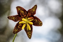 Chocolate Lily - Fritillaria atropurpurea from the Bitterroot Mountains Montana