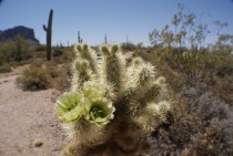 Cholla Cactus- Cylindropuntia fulgida 