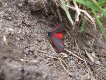 Cinnabar moth Tyria jacobaeae 