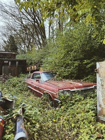 Classic Chevy slowly being reclaimed by nature