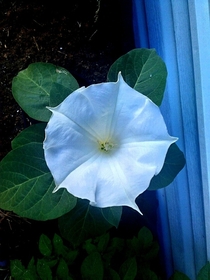 Claws of my moon flower extended in full bloom tonight 