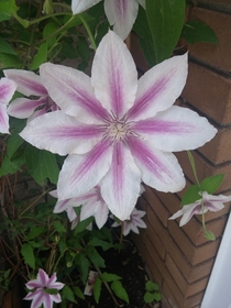 Clematis Carnaby  x 