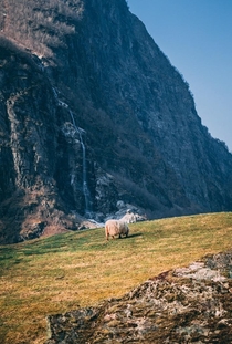 Cliff Side Sheep -Flm Norway 