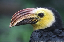 Close-up of a Sulawesi hornbill from central Indonesia This species is threatened by deforestation and particularly the cutting of tall old trees that are used for nesting This hornbill is easily recognised by its bright yellow face