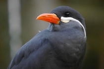 Close-up of an Inca tern 