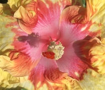 Close up of Beautiful Desire hibiscus OC