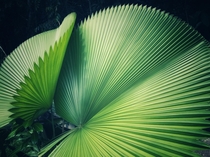 Close up of palm tree leaves