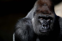 Close up shot of a male gorilla Gorilla gorilla  x-post rgorillareddit