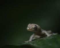 Closeup of a baby Hemidactylus frenatus lizard