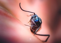 Closeup of a Blue-eyed Ensign Wasp