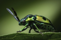 Closeup of a Mangrove Jewel Bug