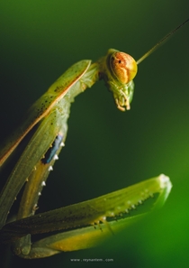 Closeup of a Statilia pallida praying mantis