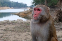 Closeup of monkey after it stole my food Hong Kong 