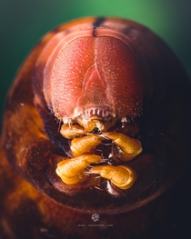 Closeup shot of an evil-looking Hawkmoth caterpillar