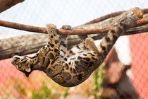 Clouded Leopard Neofelis nebulosa Denver Zoo 