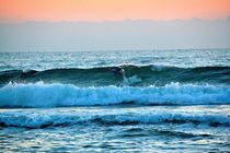 clymene dolphin stenella clymene surfing waves in cocoa beach 