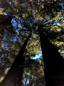 Coast Redwood Sequoia sempervirens Big Basin Redwoods State Park California 