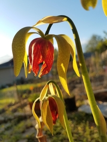 Cobra Lily Darlingtonia californica flowers 