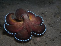 Coconut Octopus 