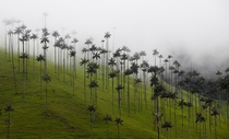 Cocora valley Colombia 